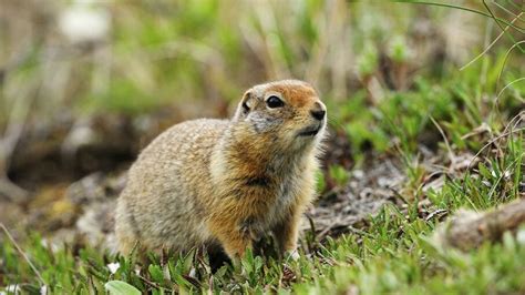 These Arctic Squirrels Repeat Puberty Every Year of Their Lives | HowStuffWorks