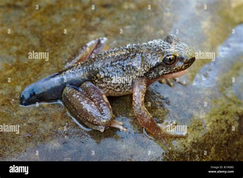 Metamorphosed rocky mountain tailed frog hi-res stock photography and ...