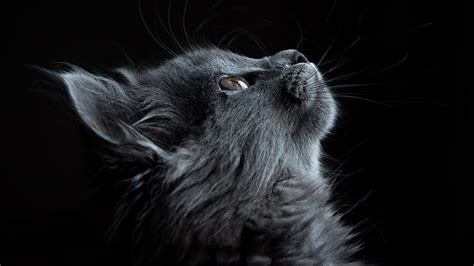 1366x768 cat, muzzle, profile, black backgrounds tablet, laptop backgrounds HD wallpaper | Pxfuel