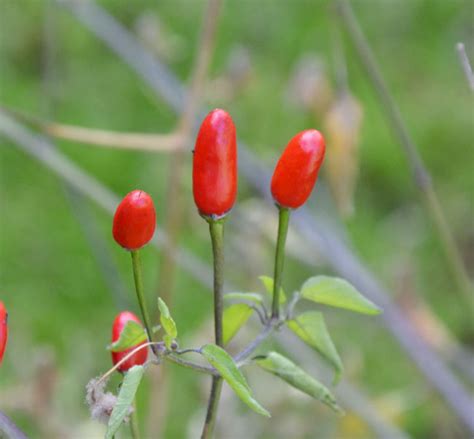 Pequin Chile Seeds