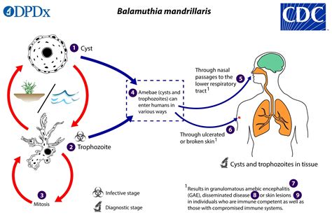 Acanthamoeba Keratitis Life Cycle