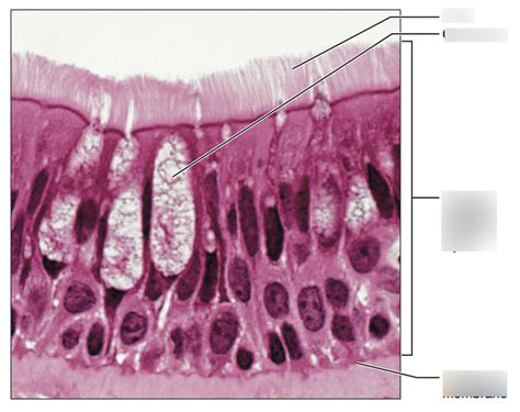 Pseudo-stratified Columnar Epithelium w/ cilia Diagram | Quizlet