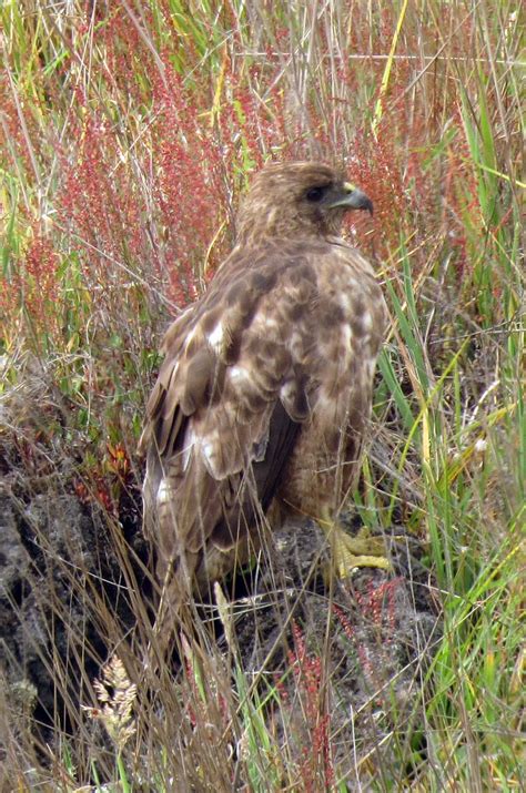 Birdernaturalist: The 'Io – Hawaiian Hawk