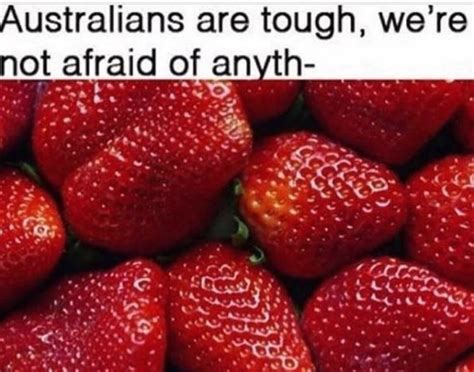 180+ Funny Australia Memes That are True Blue Gems | Man of Many