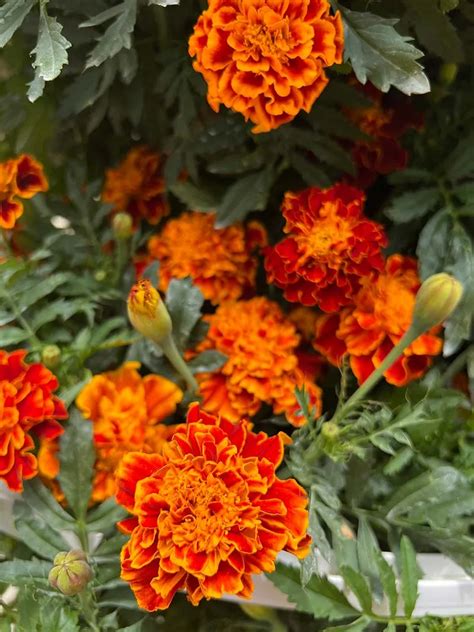 Growing Marigolds to Attract Beneficial Insects While Repelling Pests ...