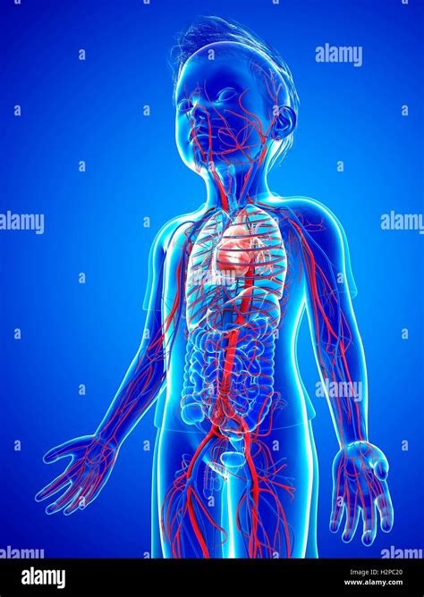 Circulatory System Animation For Kids