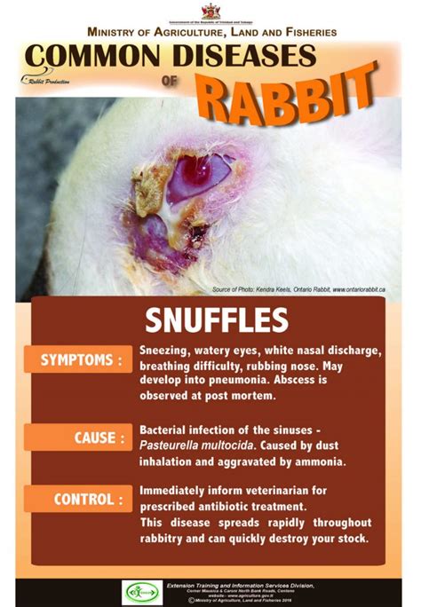 7-Common-diseases-of-rabbits – SNUFFLES | Ministry of Agriculture, Land and Fisheries