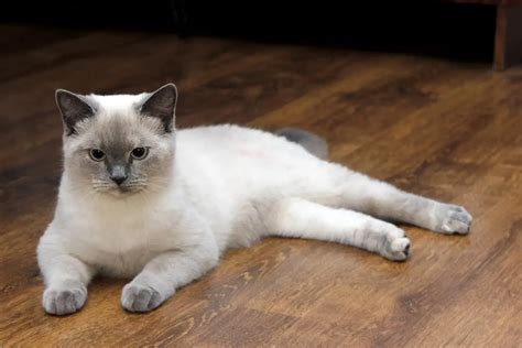 Lilac Point Siamese Cats – A Comprehensive Overview – Cat & Friends