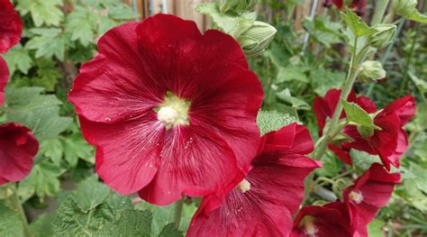 Hollyhock Colors: What Colors do Hollyhocks Bloom?