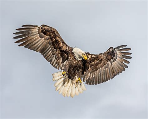 Bald Eagle - looking for fish | Bald eagle, Eagle, King of the air