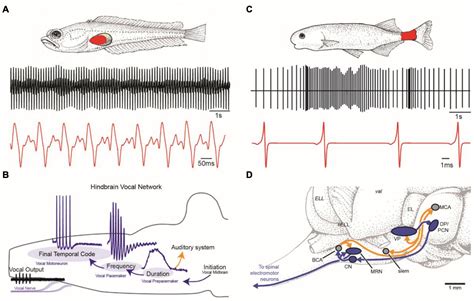Frontiers | Vocal and Electric Fish: Revisiting a Comparison of Two Teleost Models in the ...