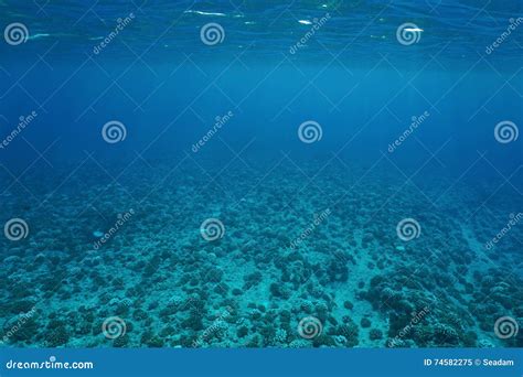 Underwater Scenery Ocean Floor Pacific Ocean Stock Image - Image of ...