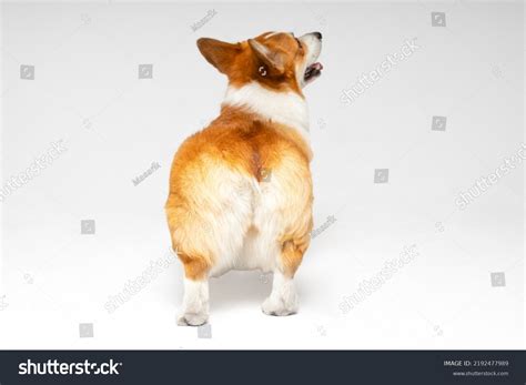 758 Corgi Model Images, Stock Photos & Vectors | Shutterstock