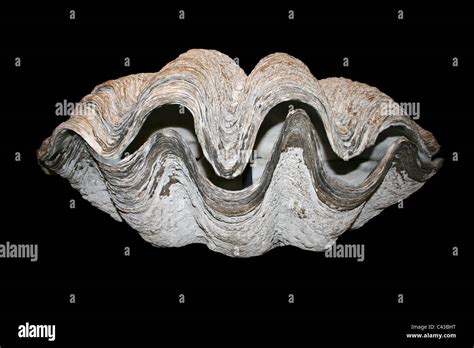 Giant Clam Shell Open