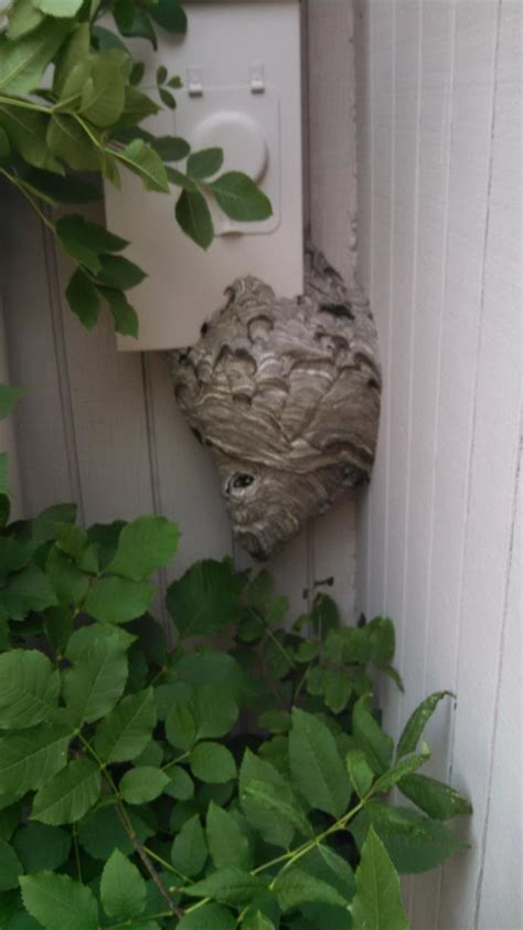 Pests We Treat - Hornet Nest Removal in Allentown - Large hornet nest ...