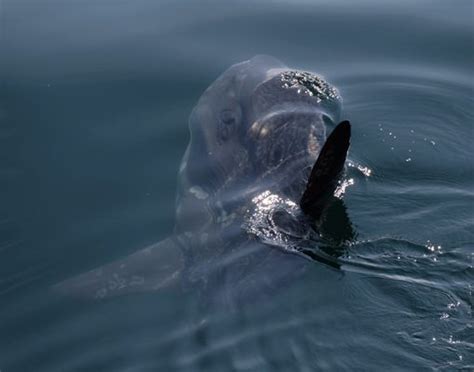 NEW ENGLAND AQUARIUM WHALE WATCH - Updated December 2024 - 341 Photos & 147 Reviews - 1 Central ...