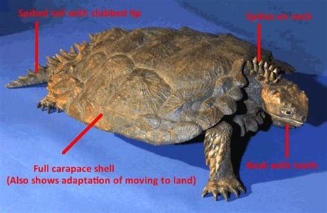 Proganochelys - Alchetron, The Free Social Encyclopedia