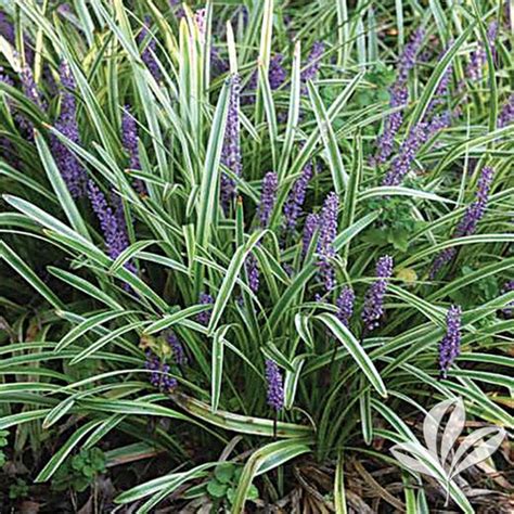 Liriope, Variegated 4" - Flat of 18 | Buck Jones Nursery