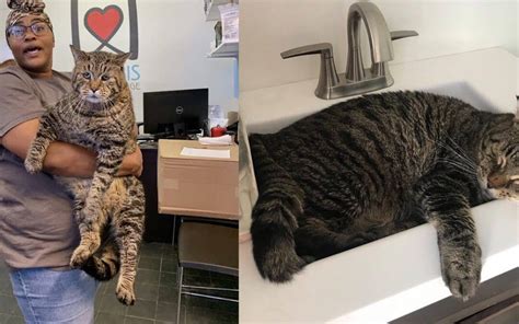 A 26-pound Rescue Cat Finds a Foster Home After Becoming an Internet ...