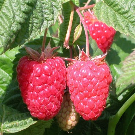 Buy raspberry - summer fruiting raspberry Cascade Delight: £17.99 ...