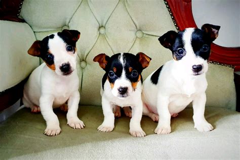 Miniature jack russell puppies | in Denton, Manchester | Gumtree