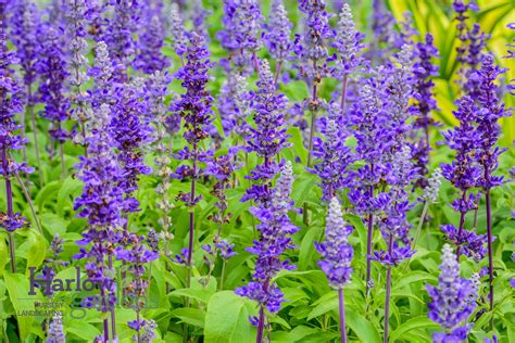 Salvia Blue - Harlow Gardens