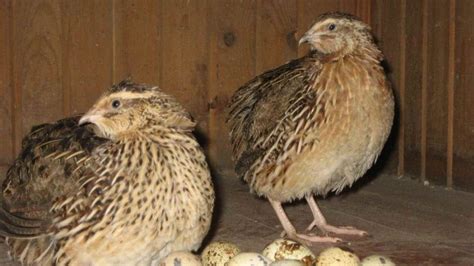 process :- What is the breeding process of quails?