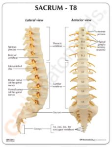 Columna vertebral sacro – T8 | Anatomical 3D