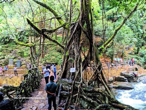 The one and only Living Root Bridge in Meghalaya, India - The Revolving Compass