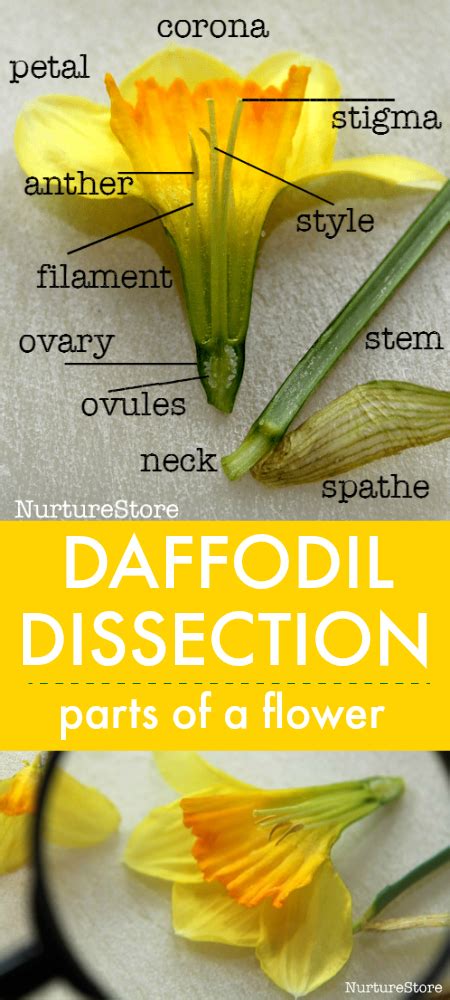 Daffodil dissection :: parts of a flower lesson - NurtureStore