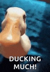 Ducking GIFs | Tenor