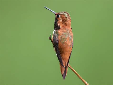 Rufous Hummingbird - eBird