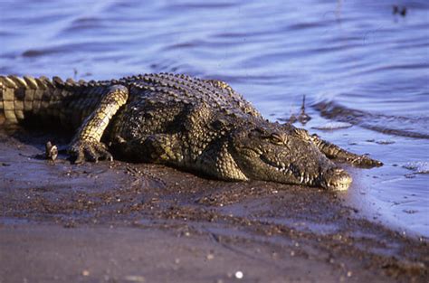 Crocodiles Lair - Okavango Delta, Botswana