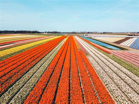 A guide to visiting the Tulip Fields in the Netherlands - Travelling ...