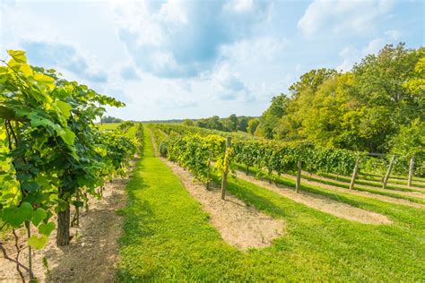 The 5 Absolute Best Wineries In Kentucky Near Bardstown