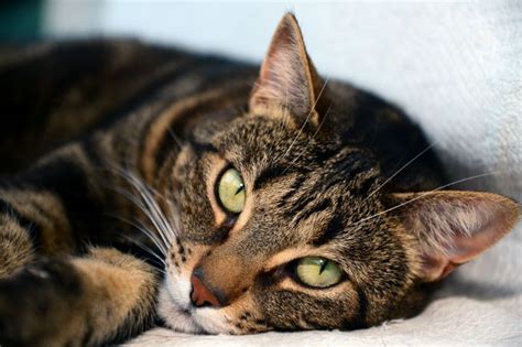 Egyptian Mau Cat Breed Information, Pictures, Characteristics & Facts | Cat breeds, Tabby cat, Cats