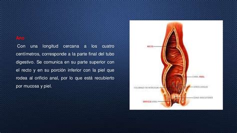 Fisiologia rectal