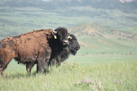 Rare Colorado bison herd faces 'growing' problem near Fort Collins