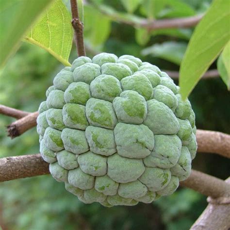 Annonaceae or Custard apple family — Kadiyam Nursery