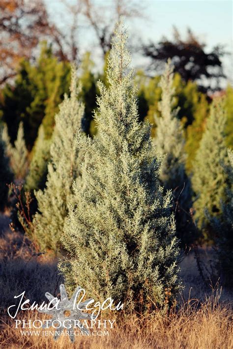 Texas Christmas Tree Farm Photo Sessions | North Texas - Jenna Regan Photography