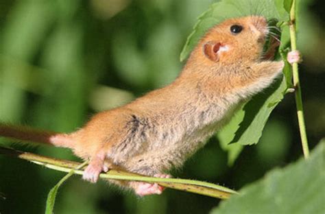 Dormouse | Animal Wildlife