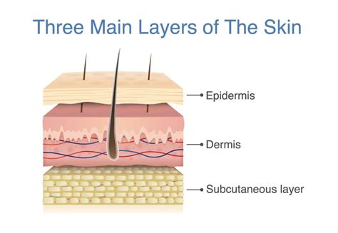 Understanding our Skin. You might be surprised to know that… | by Dr ...