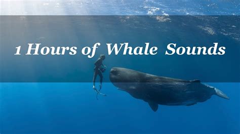 Whale Music Sleep|1 Hours of Whale Sounds Deep Underwater for Sleep and Relaxation - YouTube