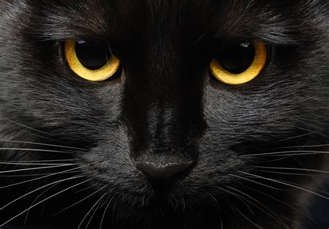 Everything You Want to Know About Black Cats and Halloween | Oakland ...