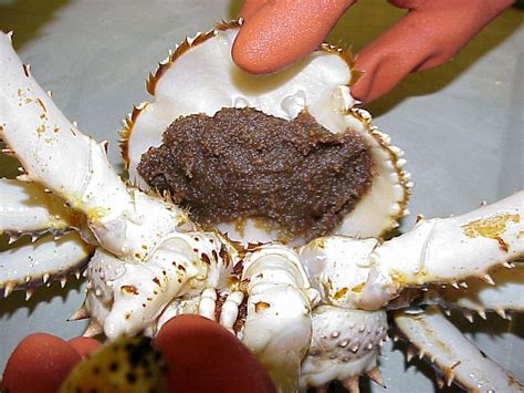 From Ocean to Plate: The Life of the Red King Crab - Earthzine