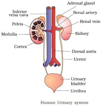 Excretory System Diagram