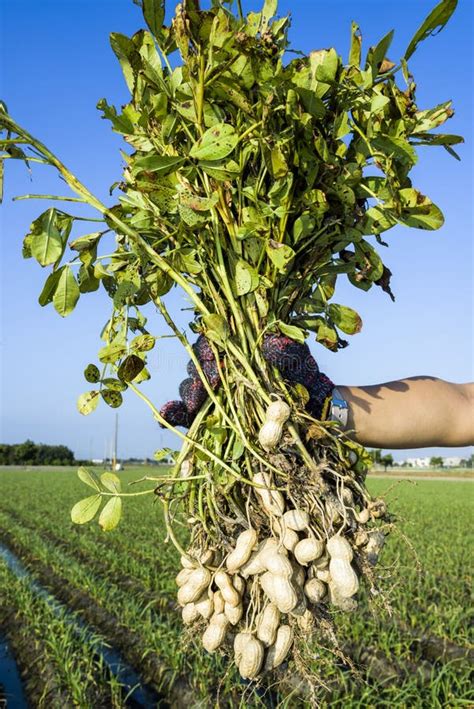 Peanut Agriculture Plantation At Field. Stock Image - Image of dirty, hand: 191697835