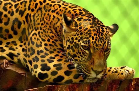 Jaguar - Description, Habitat, Image, Diet, and Interesting Facts