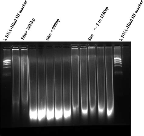 Agarose gel electrophoresis of different sized salmon sperm DNA used in... | Download Scientific ...