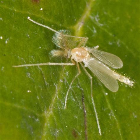 Diptera.info - Discussion Forum: Chironomidae